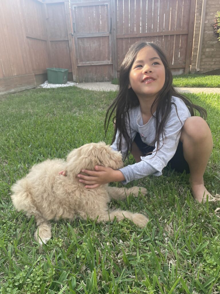 Golden Doodle Puppy in Texas