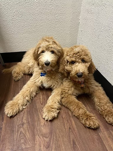 Baxter Golden Doodle Puppy in Texas
