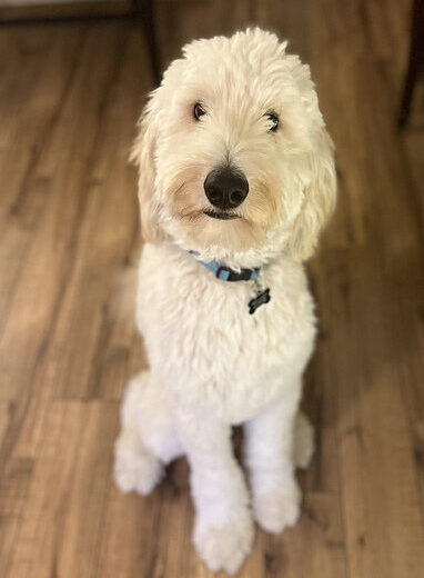 Tucker Golden Doodle Puppy in Texas