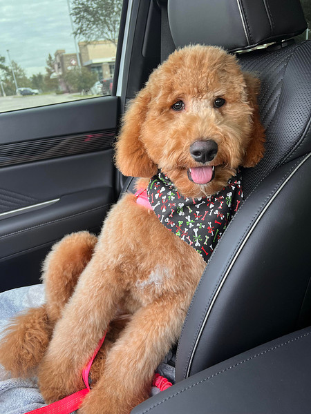 Lexi Golden Doodle Puppy in Texas