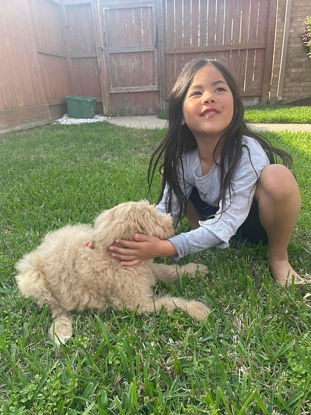 Penny Golden Doodle Puppy in Texas