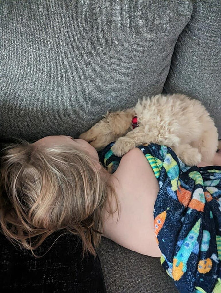 Flash Golden Doodle Puppy in Texas