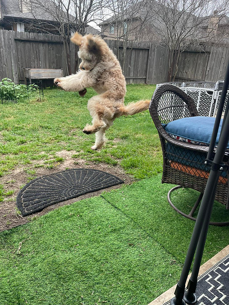 Max Golden Doodle Puppy in Texas