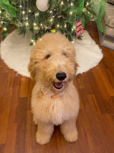 Dolly Golden Doodle Puppy in Texas