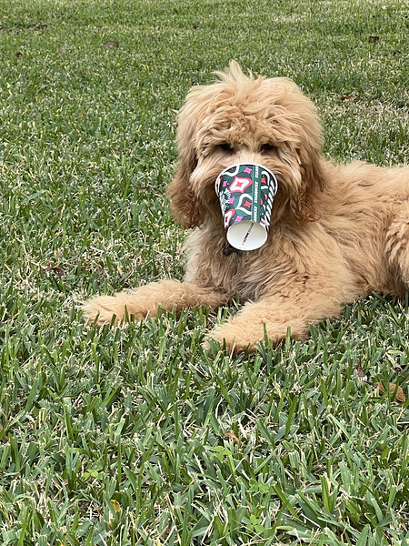 Rosie Golden Doodle Puppy in Texas