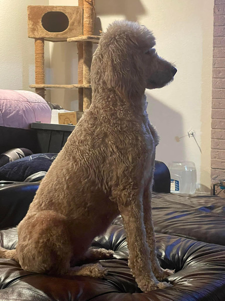 ziva Golden Doodle Puppy in Texas