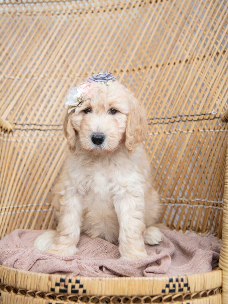 Lily/Maverick Golden Doodle Puppy in Texas