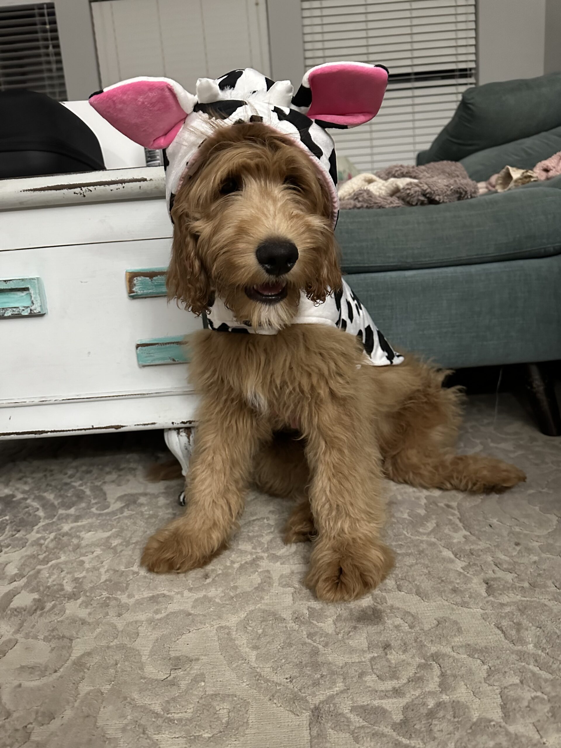 Oakley Golden Doodle Puppy in Texas