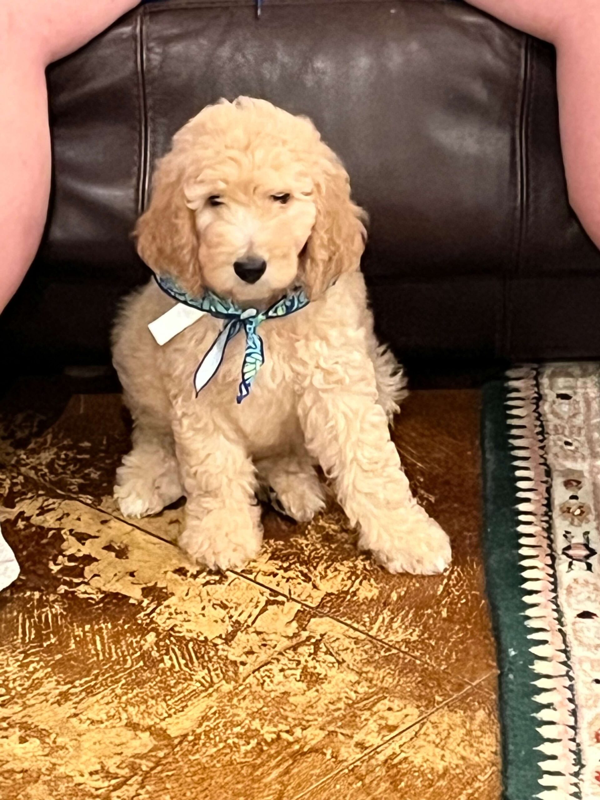 Pooh Golden Doodle Puppy in Texas