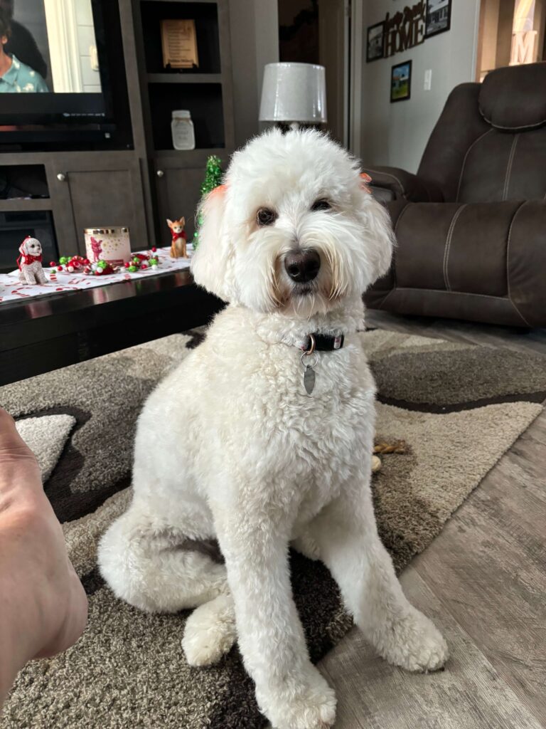 Marlee Golden Doodle Puppy in Texas