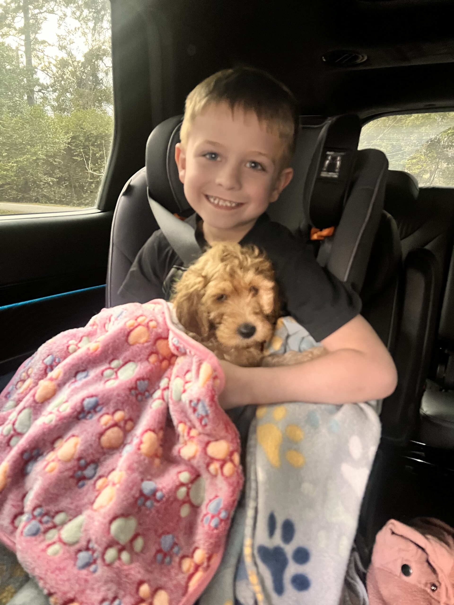 Hazel Golden Doodle Puppy in Texas