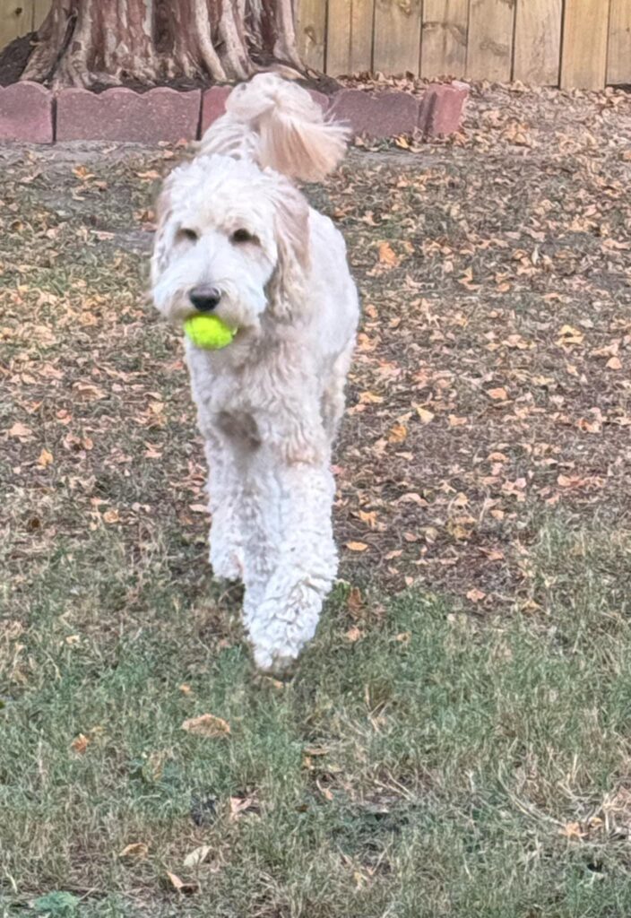Golden Doodle Exercise Golden Doodle Puppy in Texas