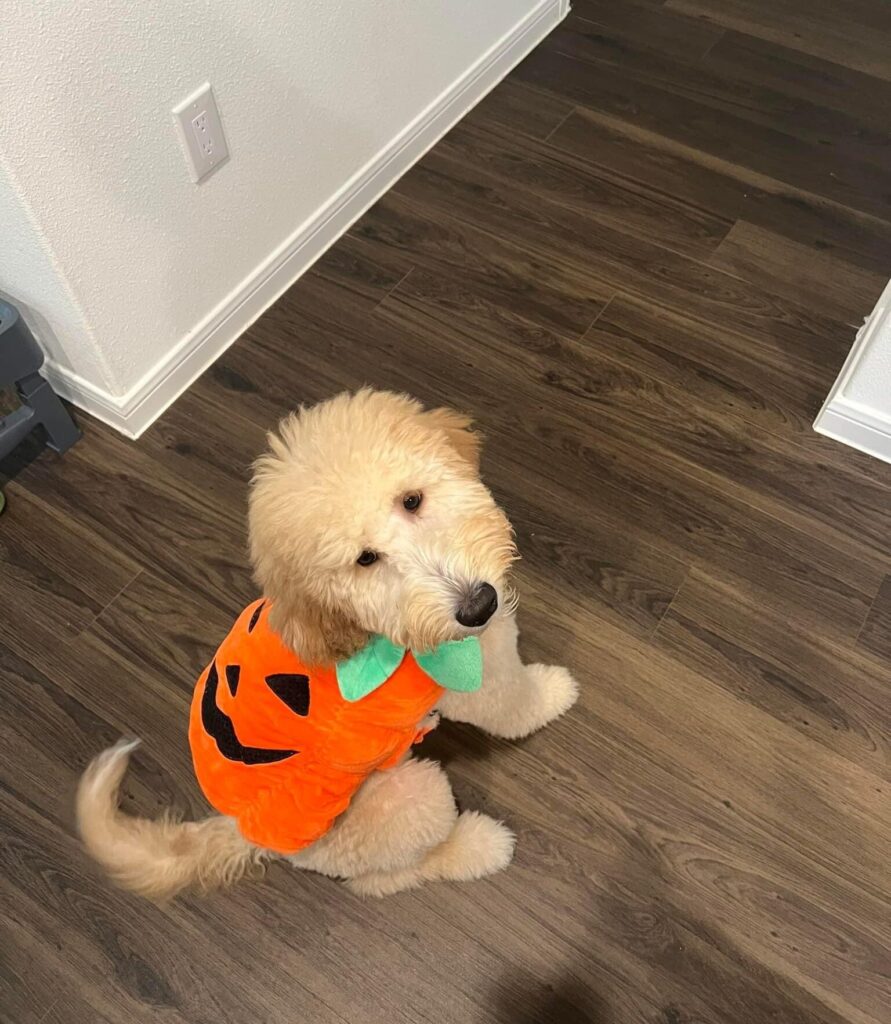 Ziggy Golden Doodle Puppy in Texas