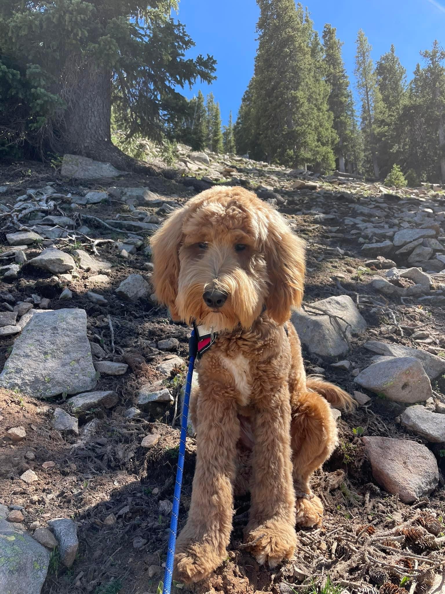 Hiking Trails for Golden Doodles