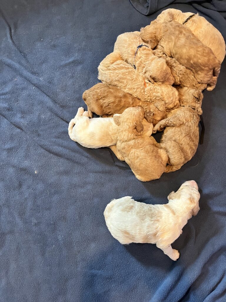 Ziva & Maverick Golden doodle puppies in Texas