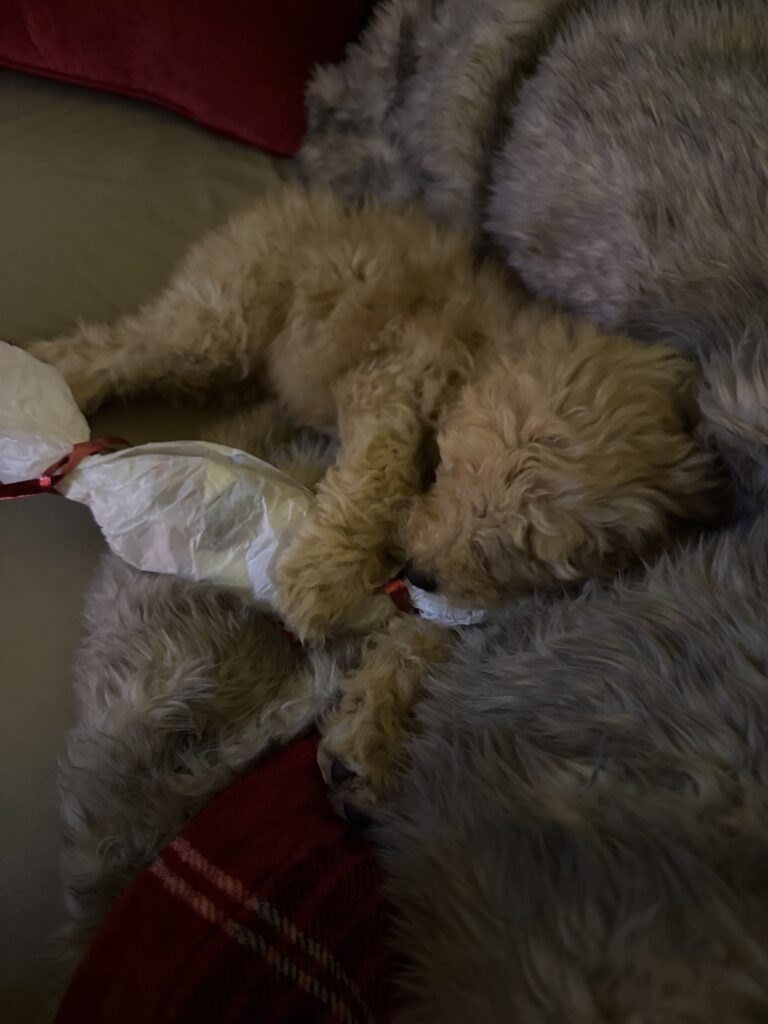 Ranger Golden doodle puppies in Texas