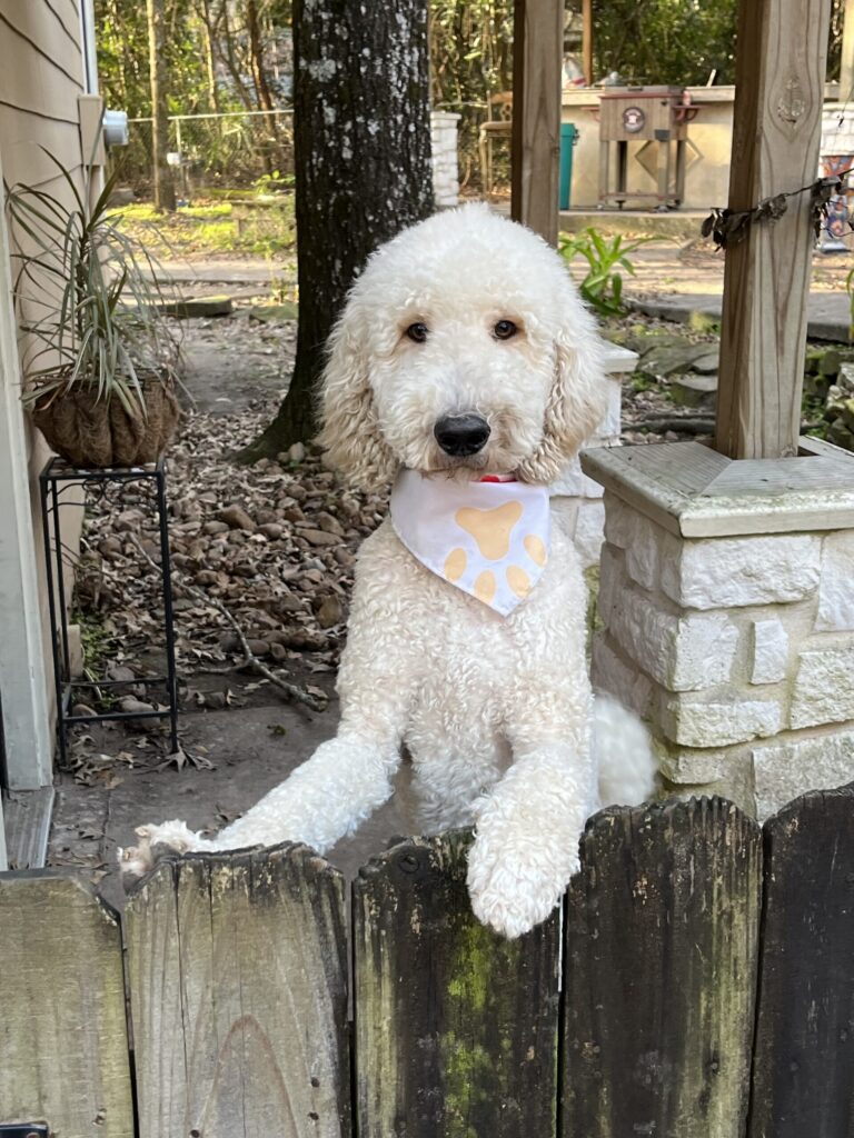 Maverick Golden Doodle Puppy in Texas