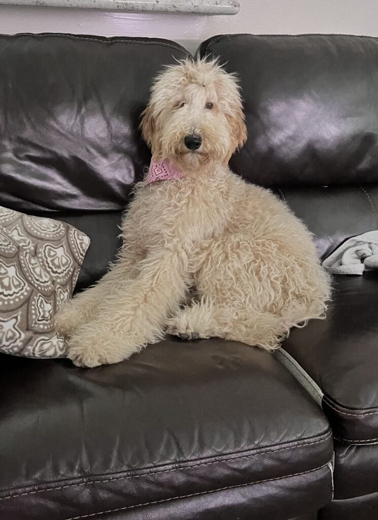 Honey Golden Doodle Puppy in Texas