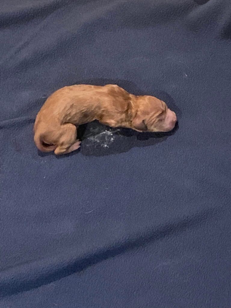 First Doodle Golden Doodle Puppy in Texas