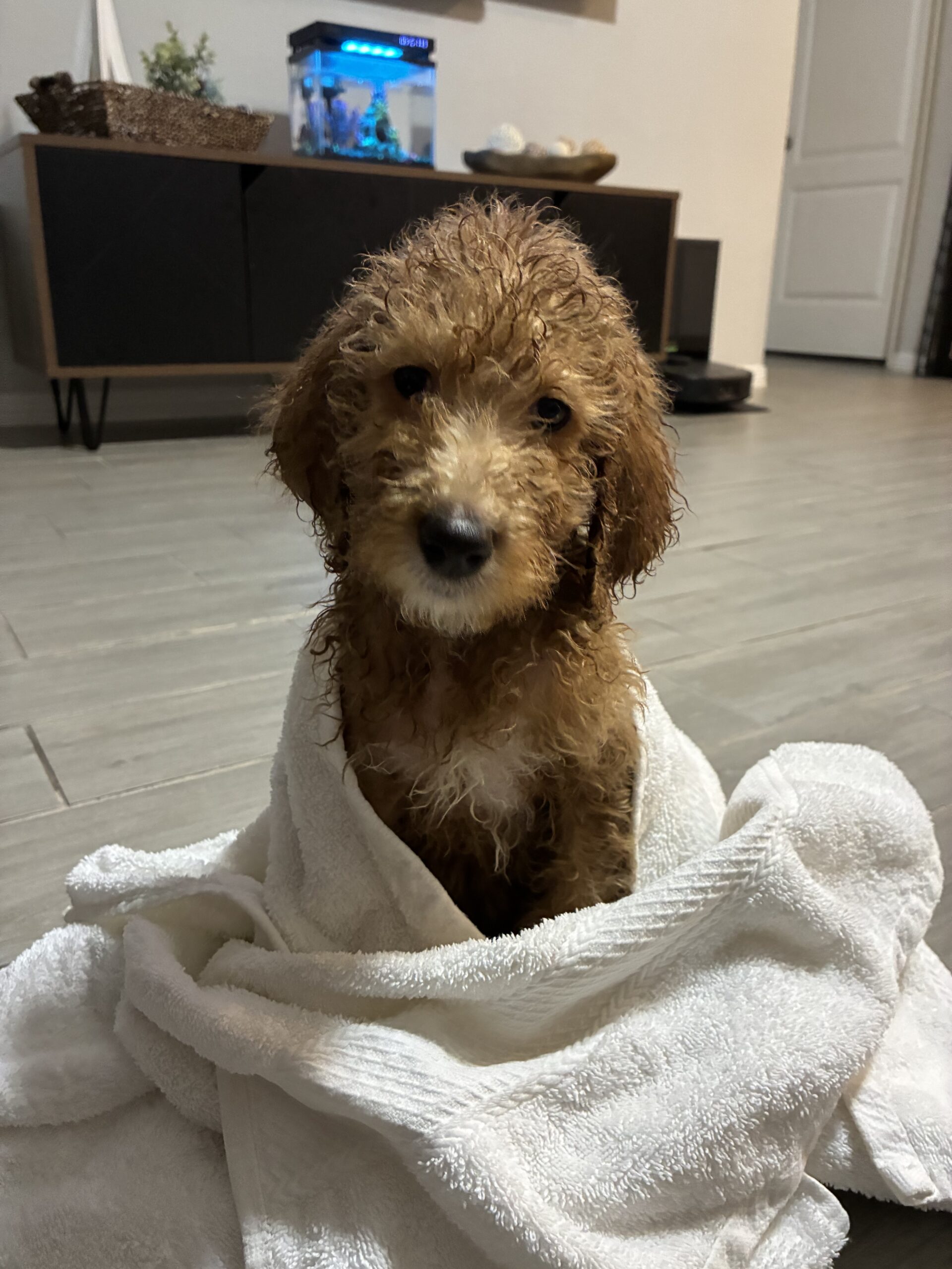 Puppy Potty Training Tips