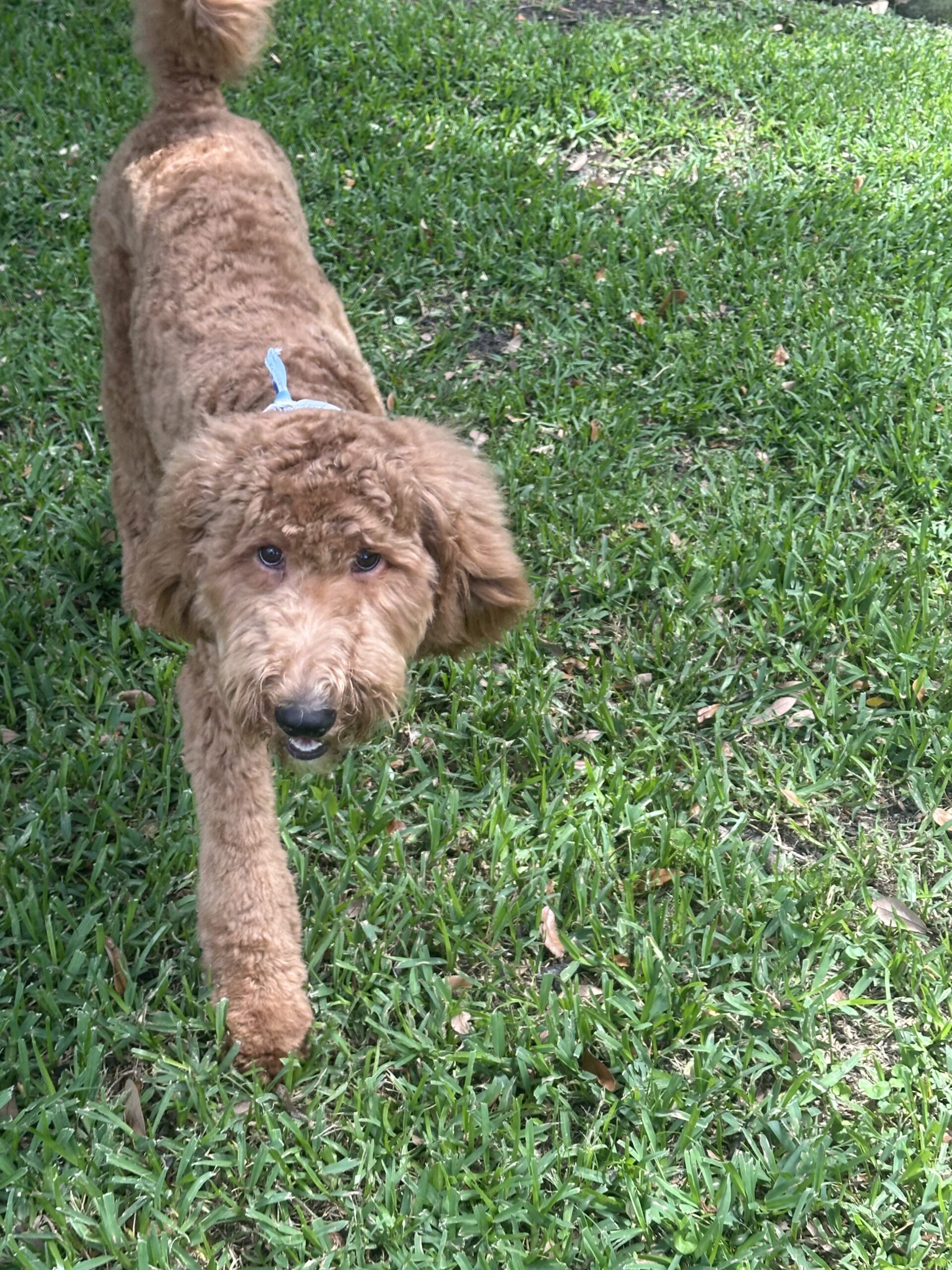 Teddy Golden Doodle Puppy in Texas